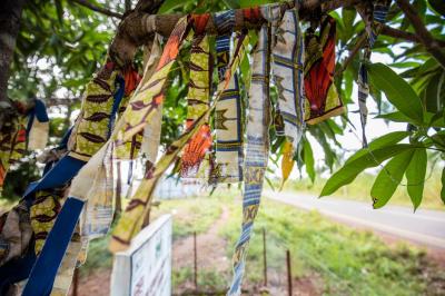 A tree with pieces of cloth to honor survivors of Ebola